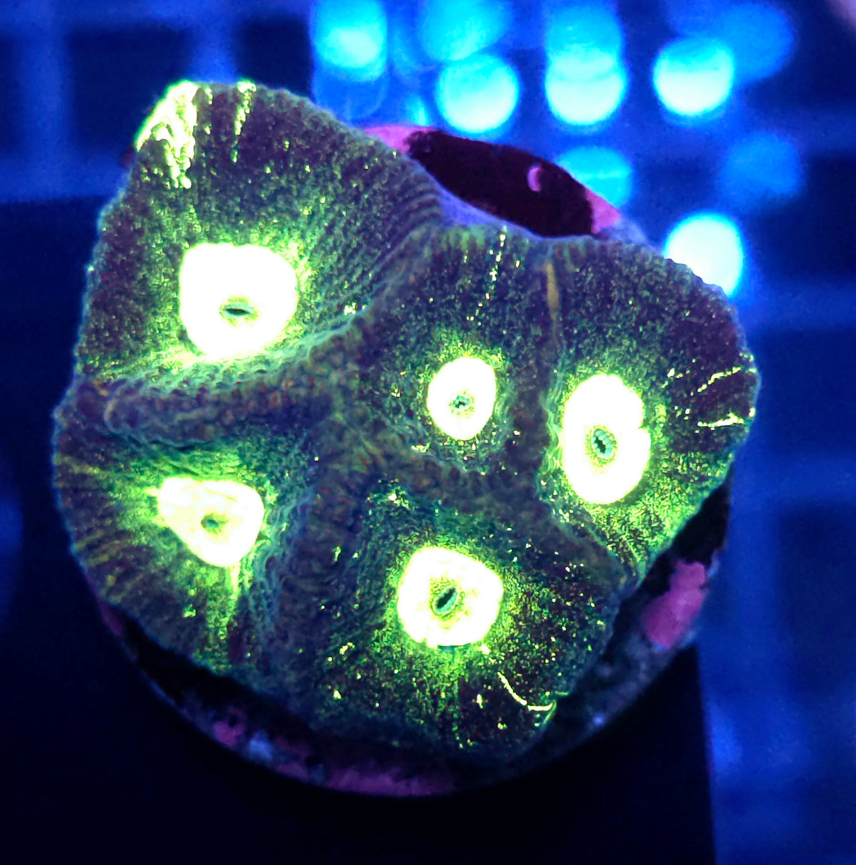 Goniastrea Toxic splatter WYSIWYG / 382 – Produktbild