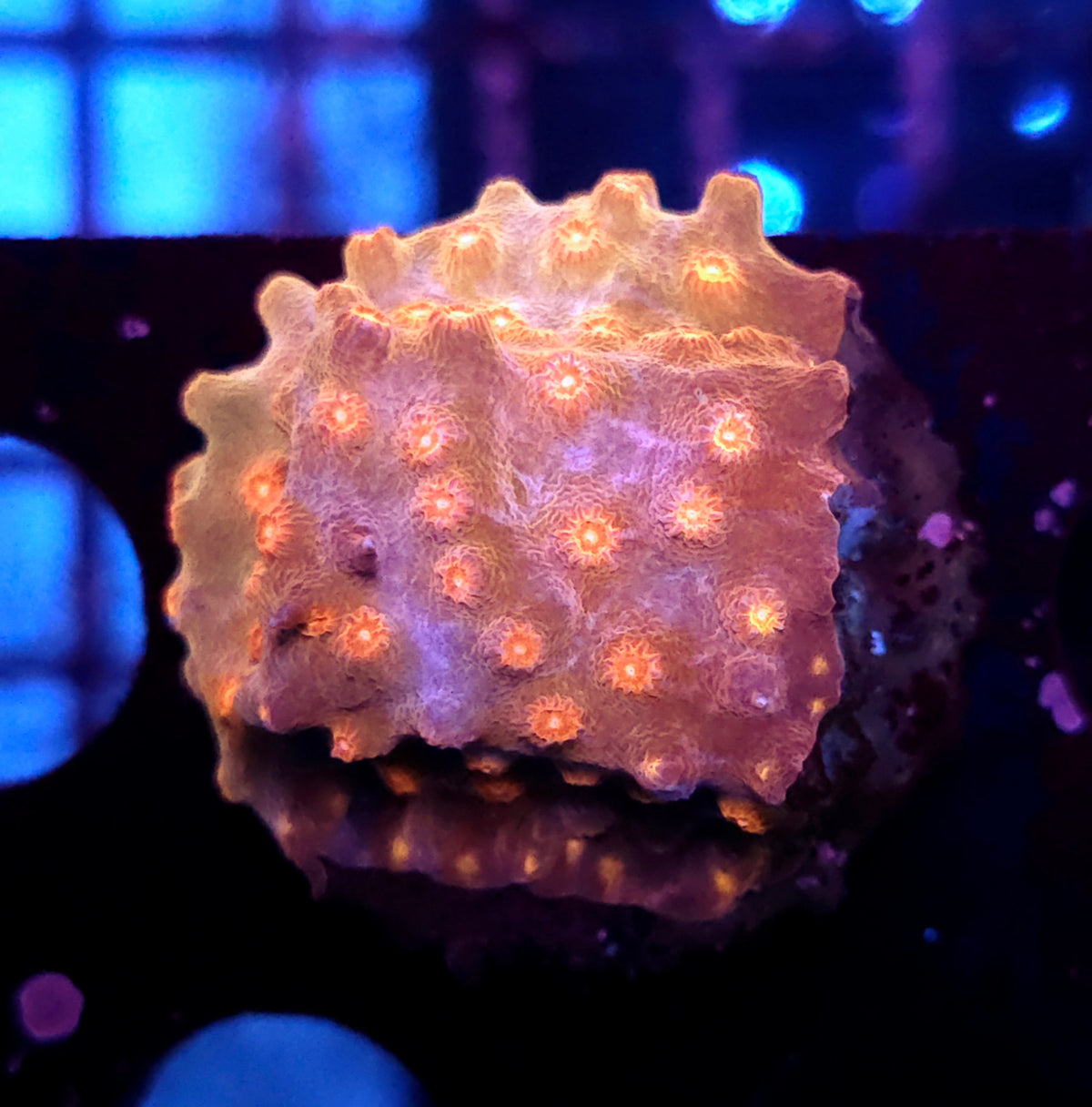 Cyphastrea decadia WYSIWYG / 391 – Produktbild