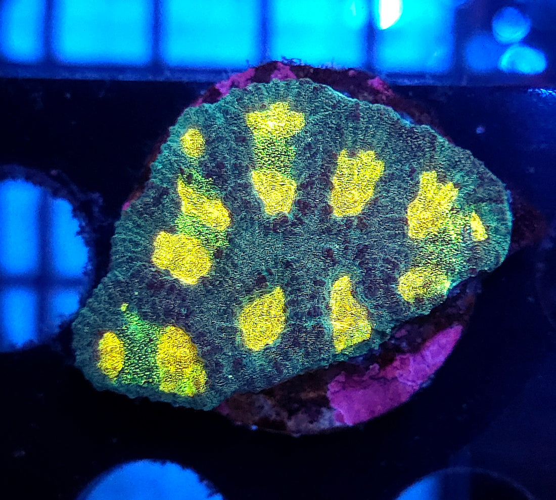 Favia pot of gold WYSIWYG / 392