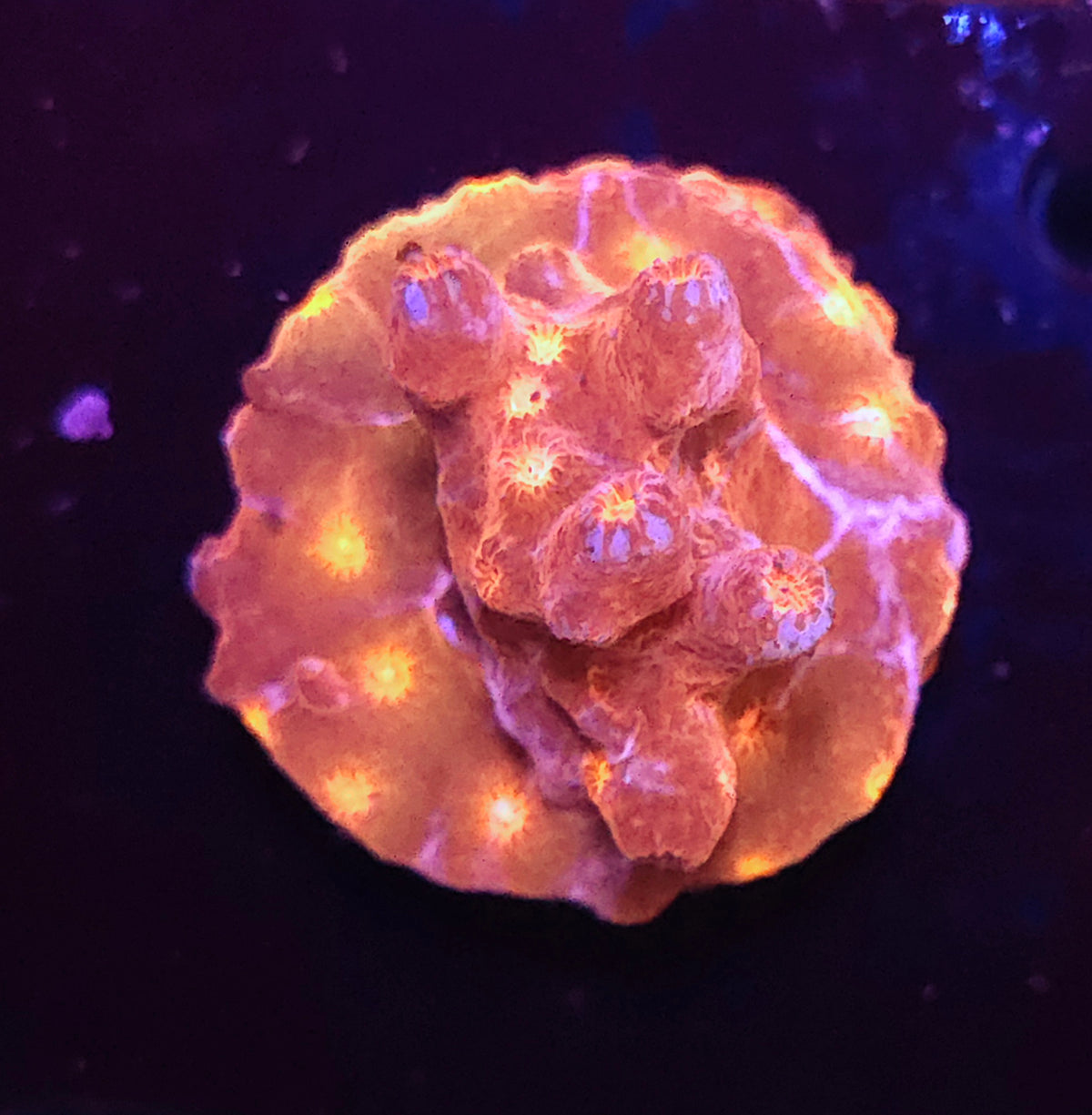 Cyphastrea decadia WYSIWYG / 3922 – Produktbild