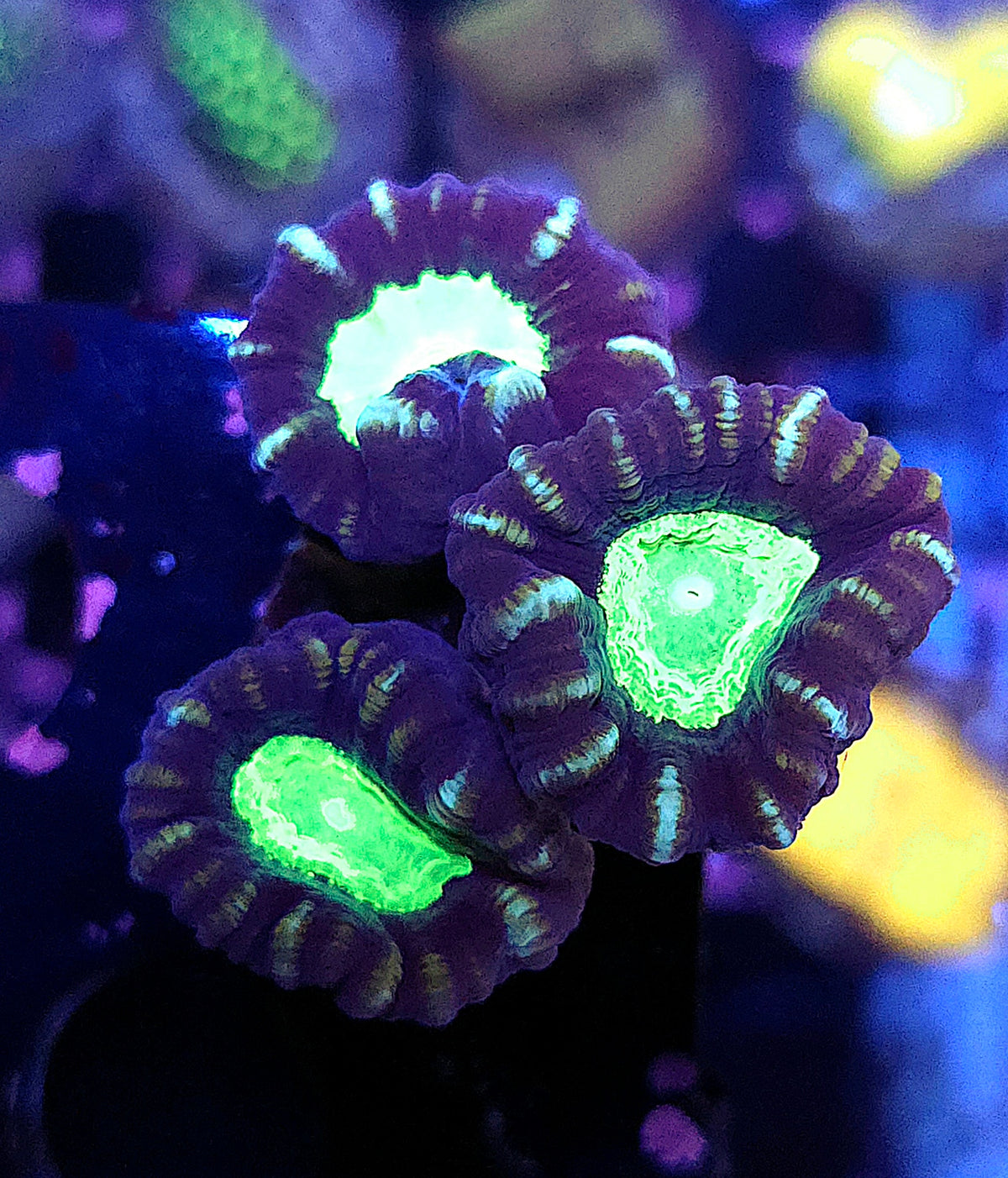 Caulastraea echinulate WYSIWYG / 3922