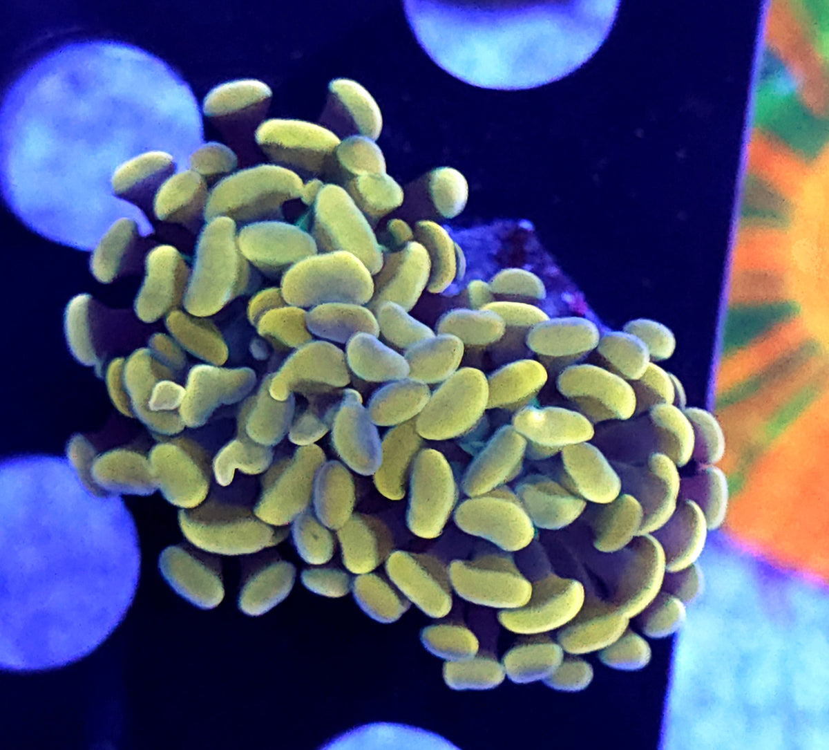 Euphyllia Branching Hammer Orange WYSIWYG - DNZ / 395 – Produktbild
