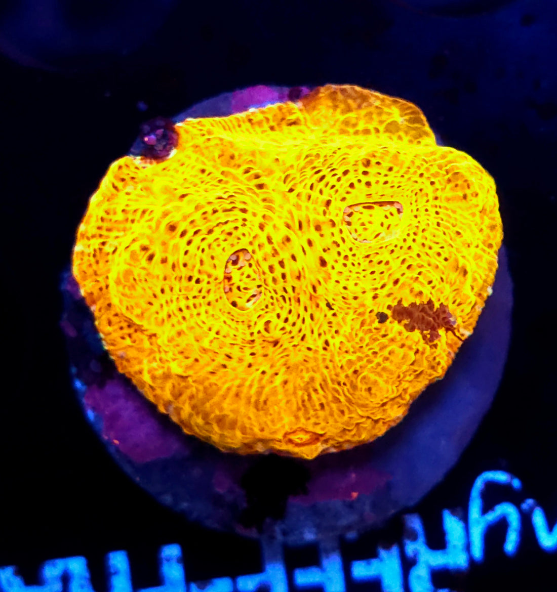 Echinophyllia Chalice Gold 24k WYSIWYGG / 396