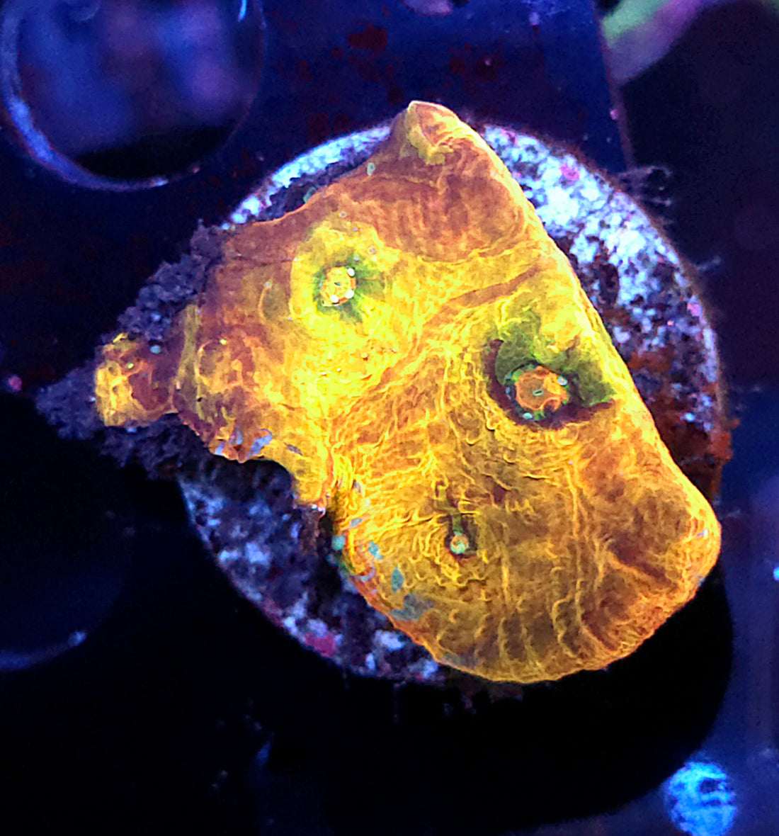 Echinophyllia Chalice Dragon’s Gold WYSIWYG / 398