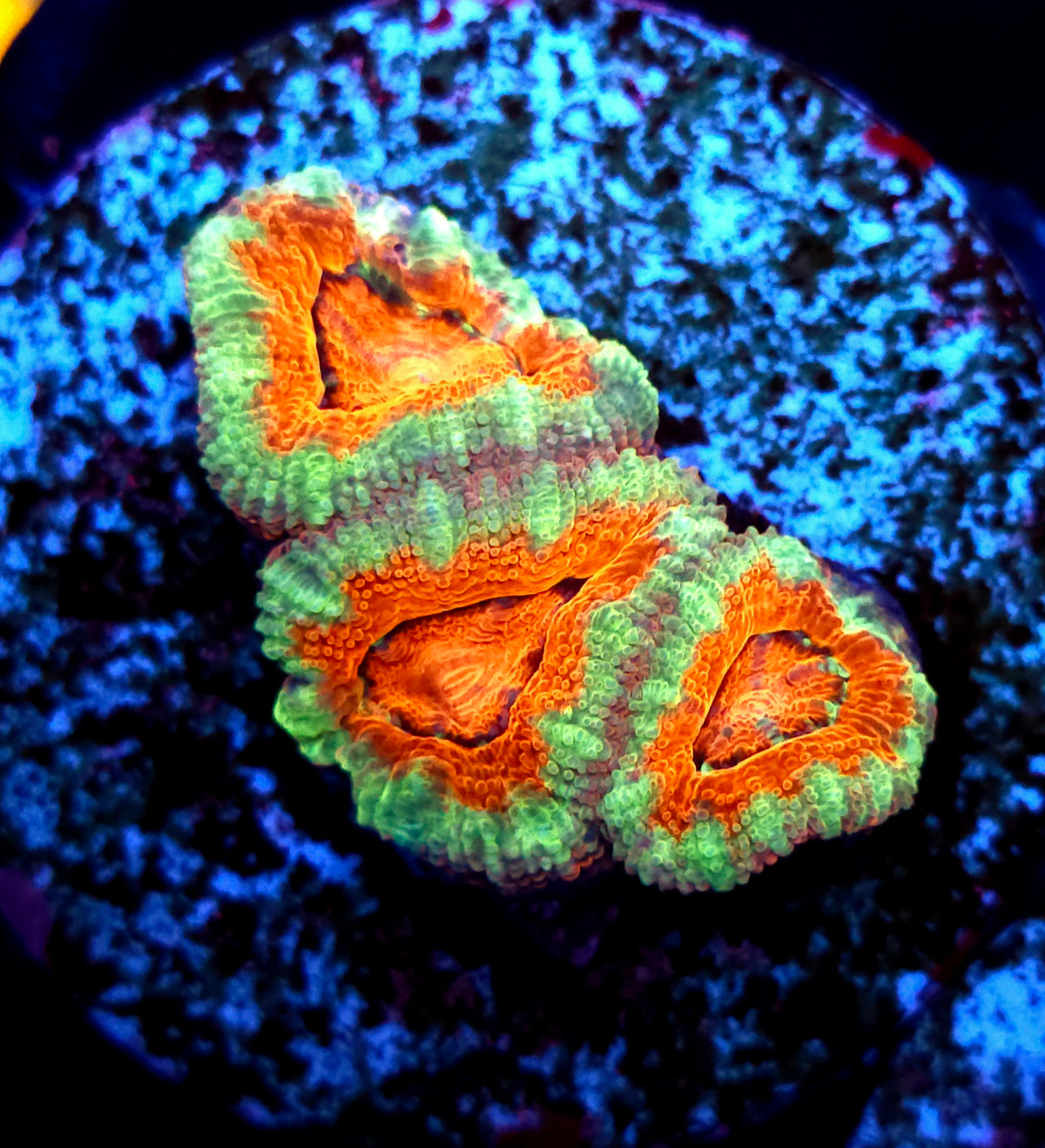 Acanthastrea lordhowensis WYSIWYG / 1477- L