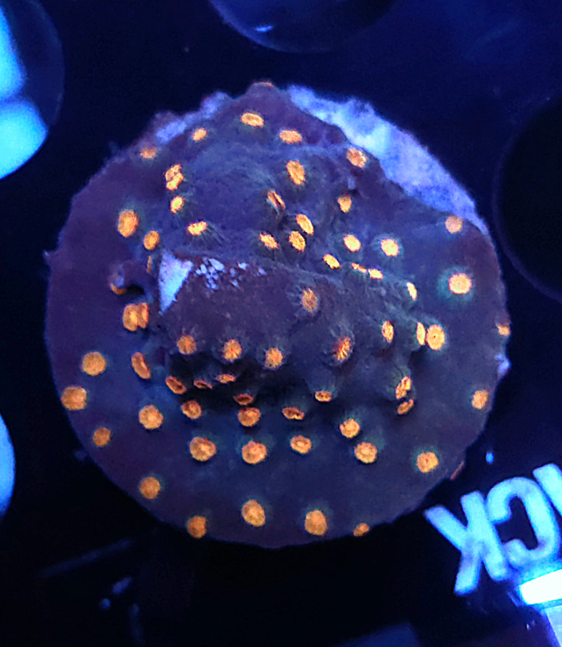 Cyphastrea Meteor Shower WYSIWYG / 401