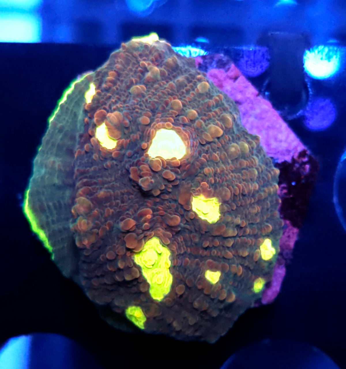 Echinophyllia Chalice Dreamlight WYSIWYG / 402 – Produktbild
