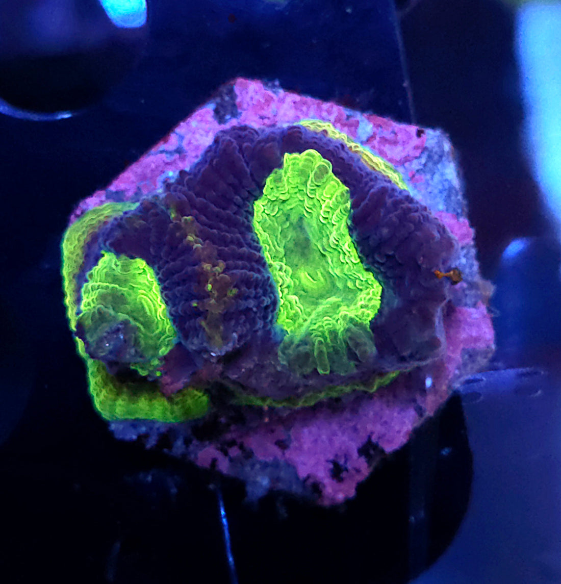 GONIASTREA . „DRAGON SOUL“ / 403