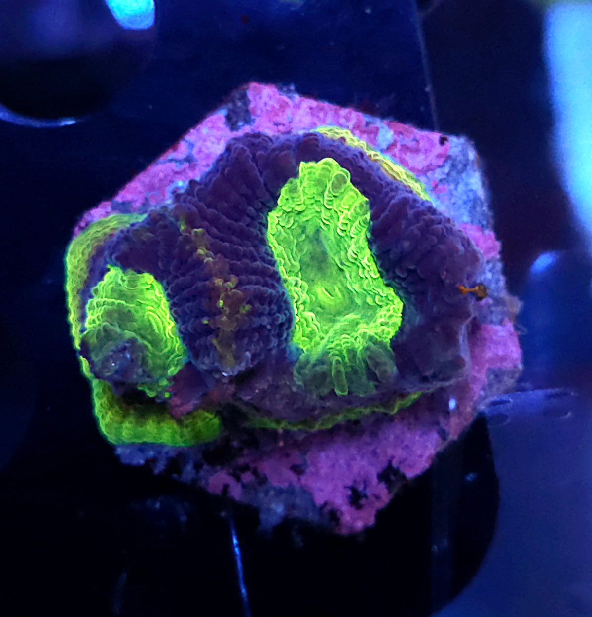 GONIASTREA . „DRAGON SOUL“ / 403 – Produktbild