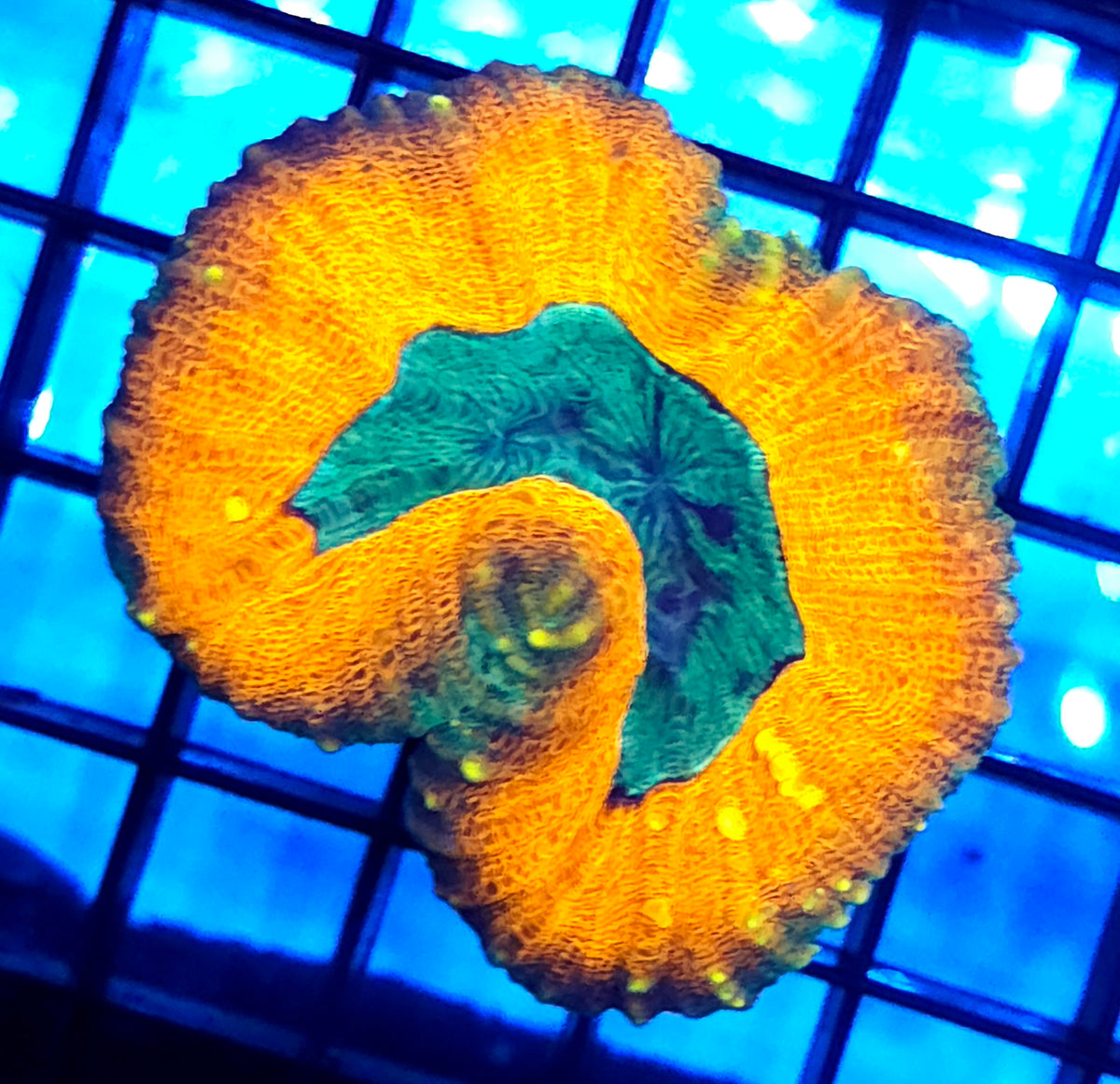 Lobophyllia Rainbow WYSIWYG / 404 – Produktbild