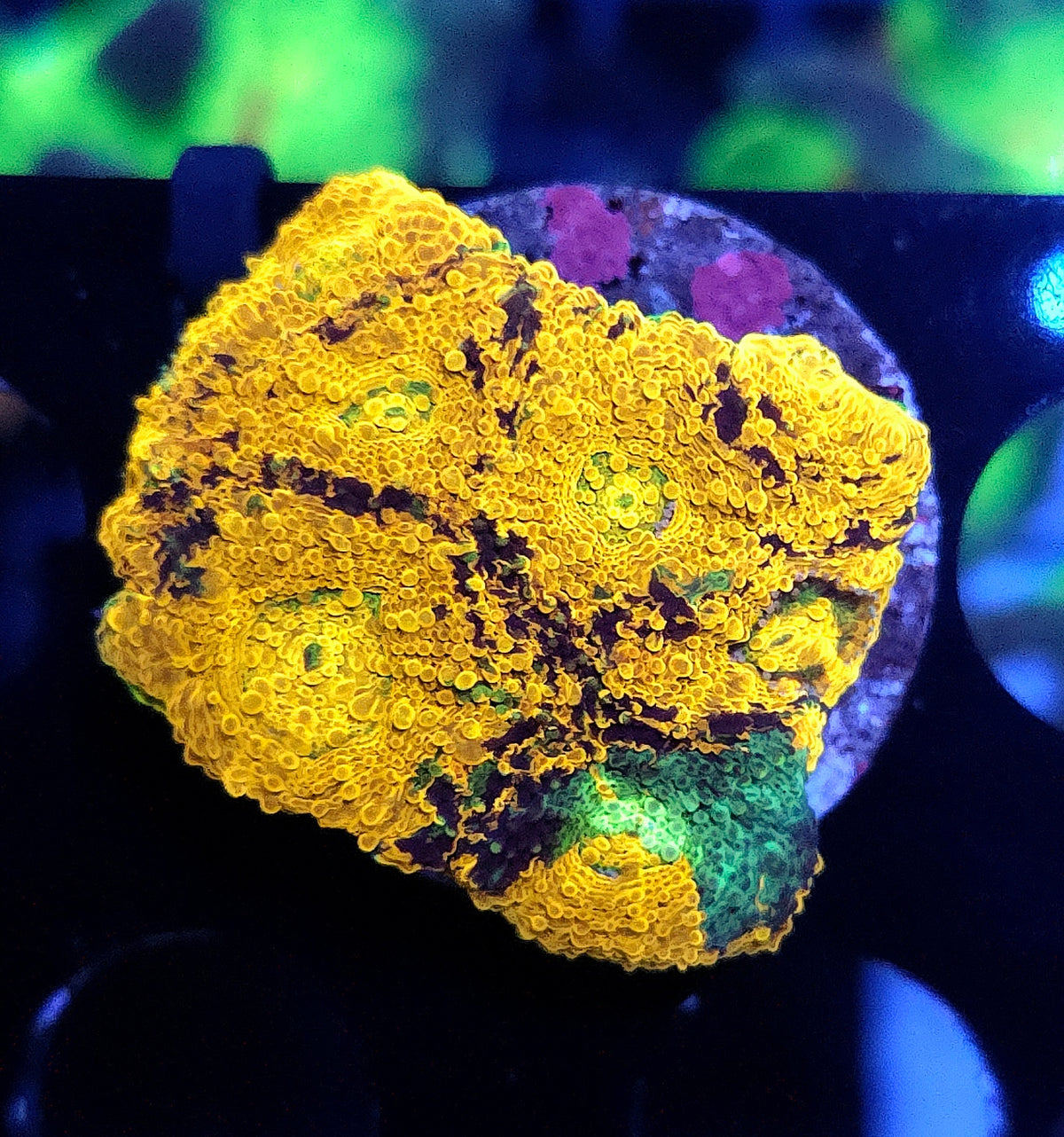 Acanthastrea echinata Rainbow WYSIWYG / 412 – Produktbild
