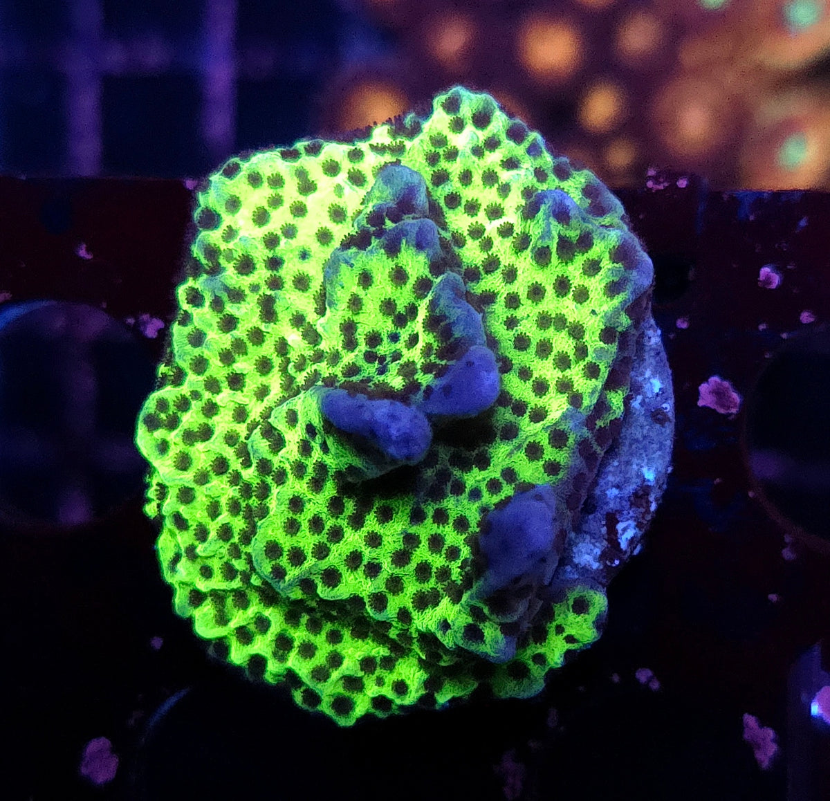 Montipora confusa WYSIWYG / 416 – Produktbild