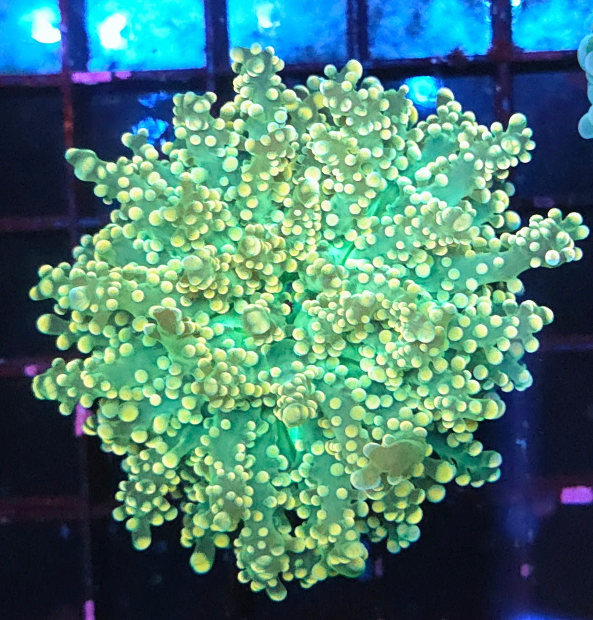 Euphyllia yaeyamaensis WYSIWYG / 417