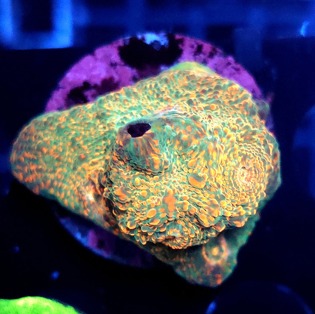 Echinophyllia Molten Moss Chalice WYSIWYG / 424