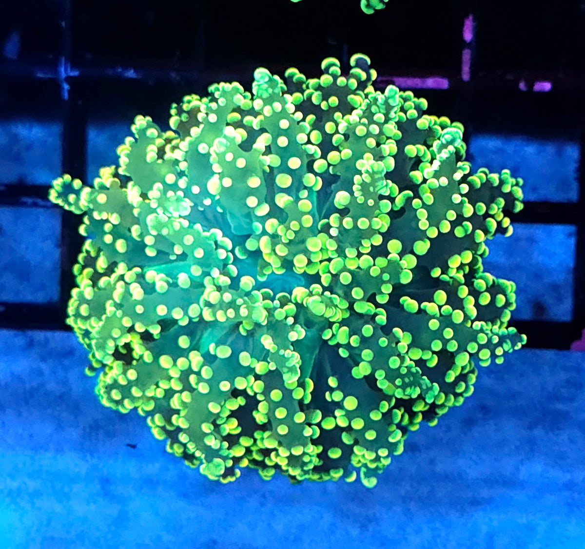 Euphyllia yaeyamaensis WYSIWYG / 425