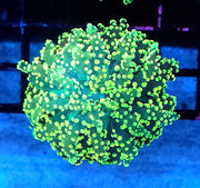 Euphyllia yaeyamaensis WYSIWYG / 425