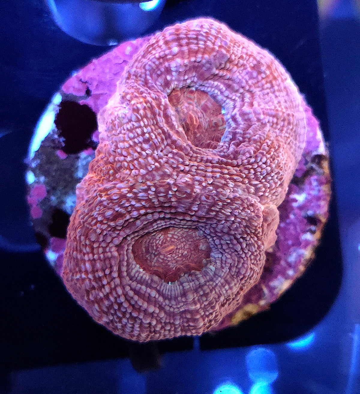 Acanthastrea bowerbanki WYSIWYG / 430 – Produktbild