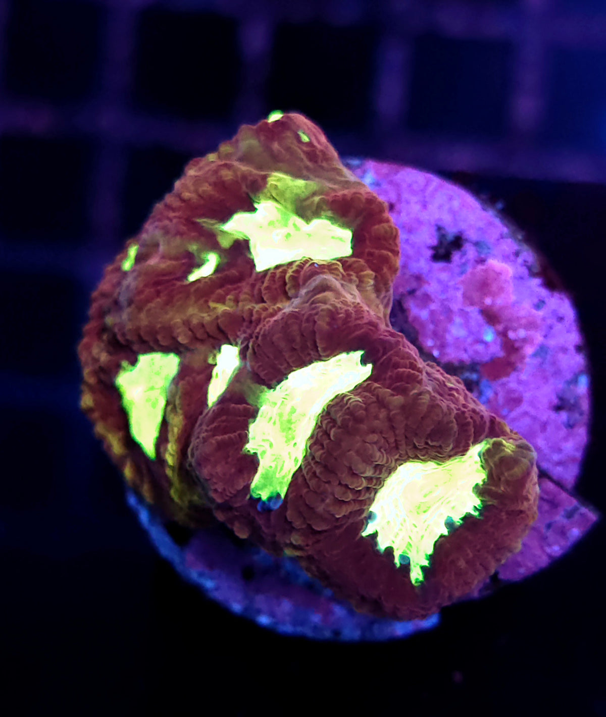 Favia Yellow Eyes WYSIWYG / 431 – Produktbild