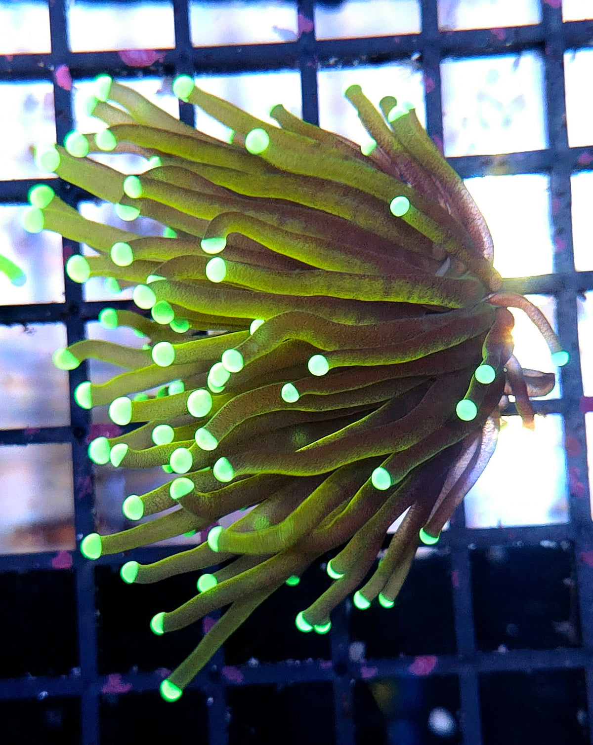 Euphyllia Glabrescens Tamer Golden Torch WYSIWYG / 431 – Foto 2: Tageslicht / Photo 2: daylight