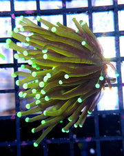 Euphyllia Glabrescens Tamer Golden Torch WYSIWYG / 431 – Foto 2: Tageslicht / Photo 2: daylight