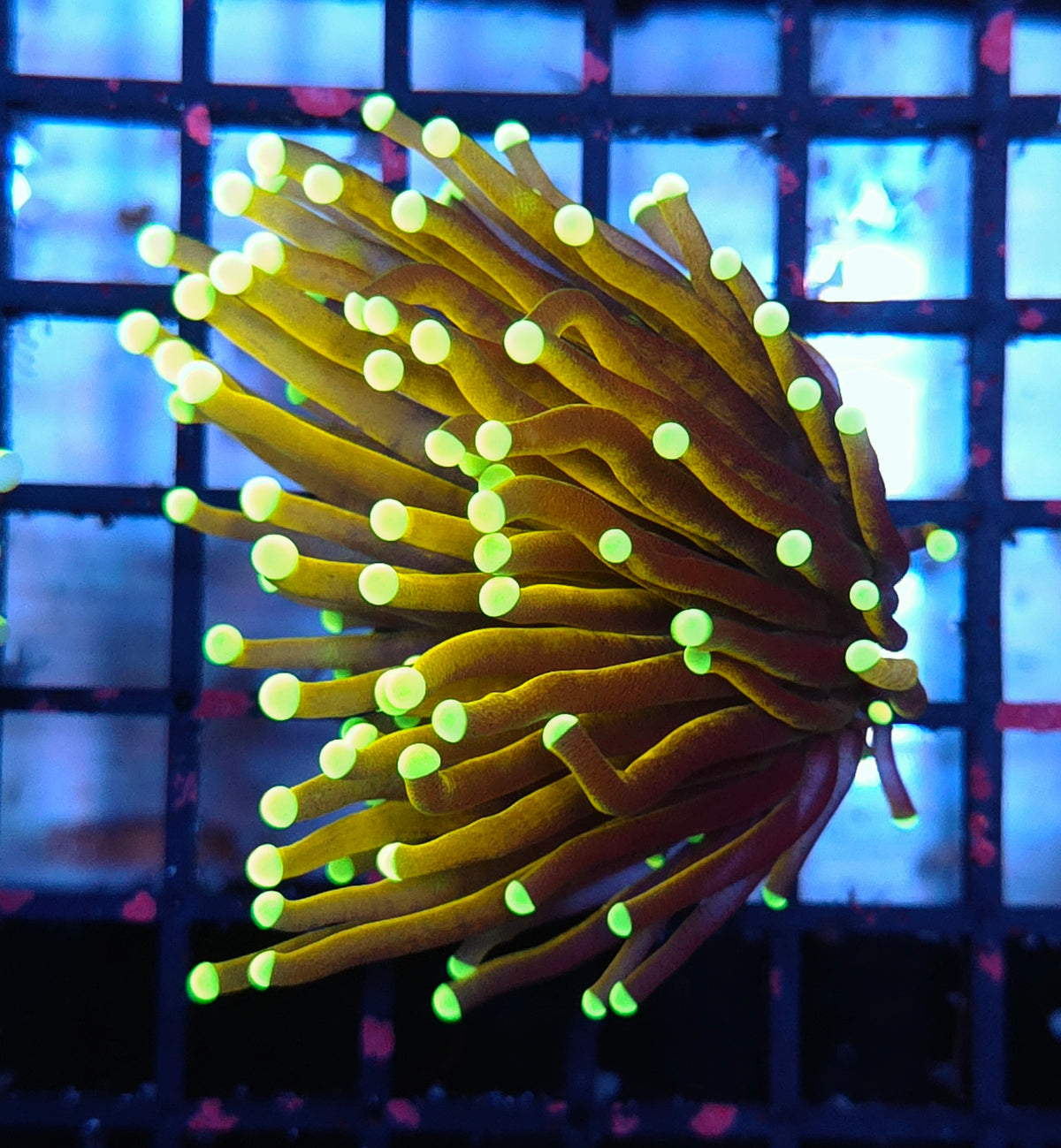 Euphyllia Glabrescens Tamer Golden Torch WYSIWYG / 431 – Foto 1: Blaulicht / Photo 1: blue light