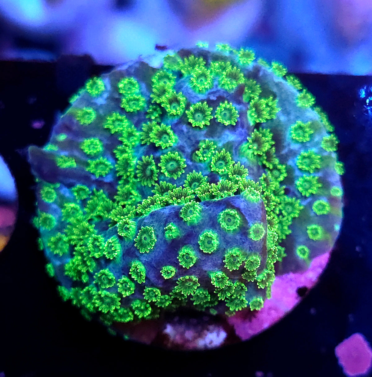 Cyphastrea Minefiels WYSIWYG / 432