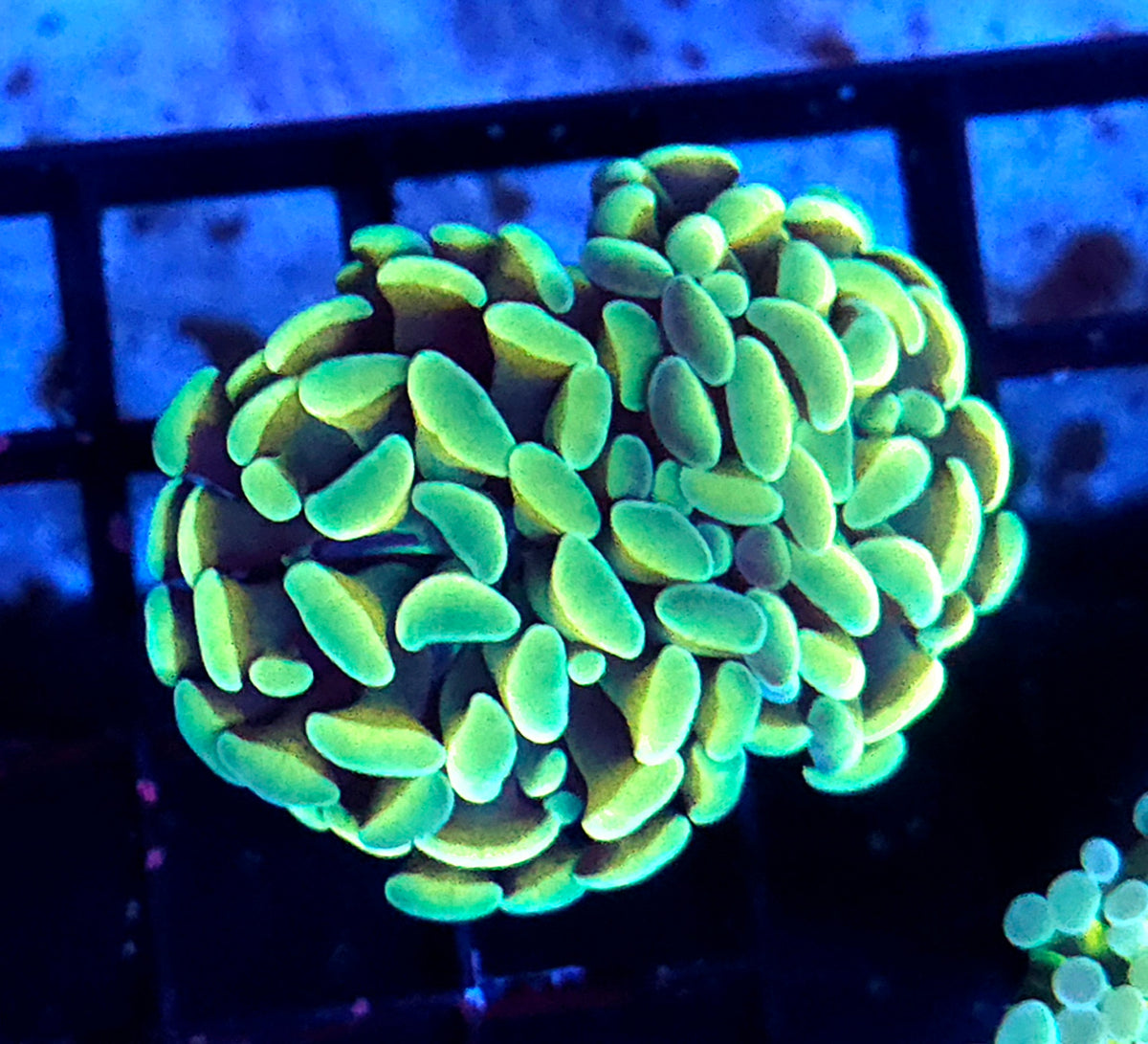 Euphyllia Holy Grail Branching Hammer 2 Köpfe WYSIWYG - DNZ / 433 – Produktbild