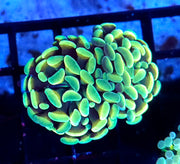 Euphyllia Holy Grail Branching Hammer 2 Köpfe WYSIWYG - DNZ / 433 – Produktbild