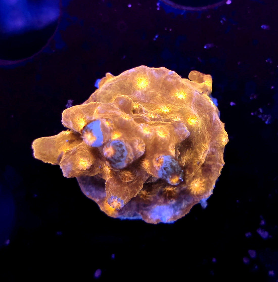 Cyphastrea decadia WYSIWYG / 439