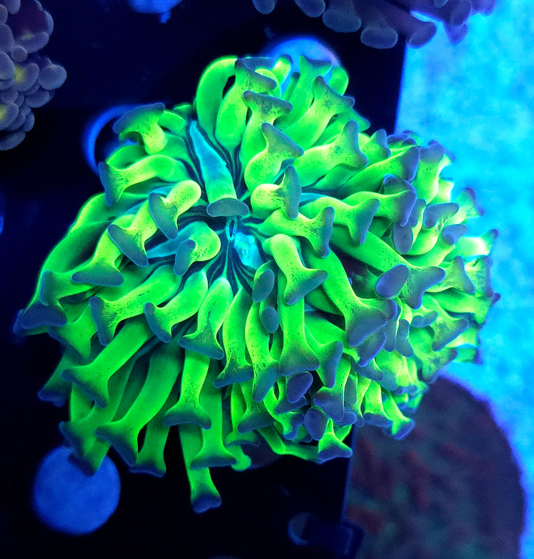 Euphyllia paraancora Hammer Venom Kiss 2 Köpfe WYSIWYG - DNZ / 444