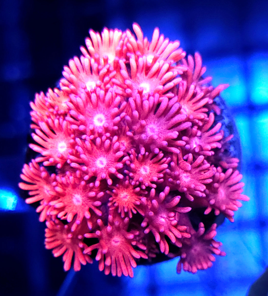 Goniopora Sakura Dream WYSIWYG - DNZ / 444