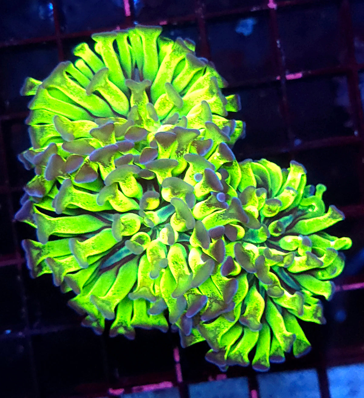 Euphyllia paraancora Hammer Venom Kiss 3 Köpfe WYSIWYG - DNZ / 445