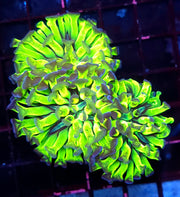 Euphyllia paraancora Hammer Venom Kiss 3 Köpfe WYSIWYG - DNZ / 445