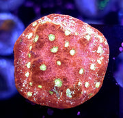 Echinophyllia Chalice Ruby Sparks WYSIWYG / 446