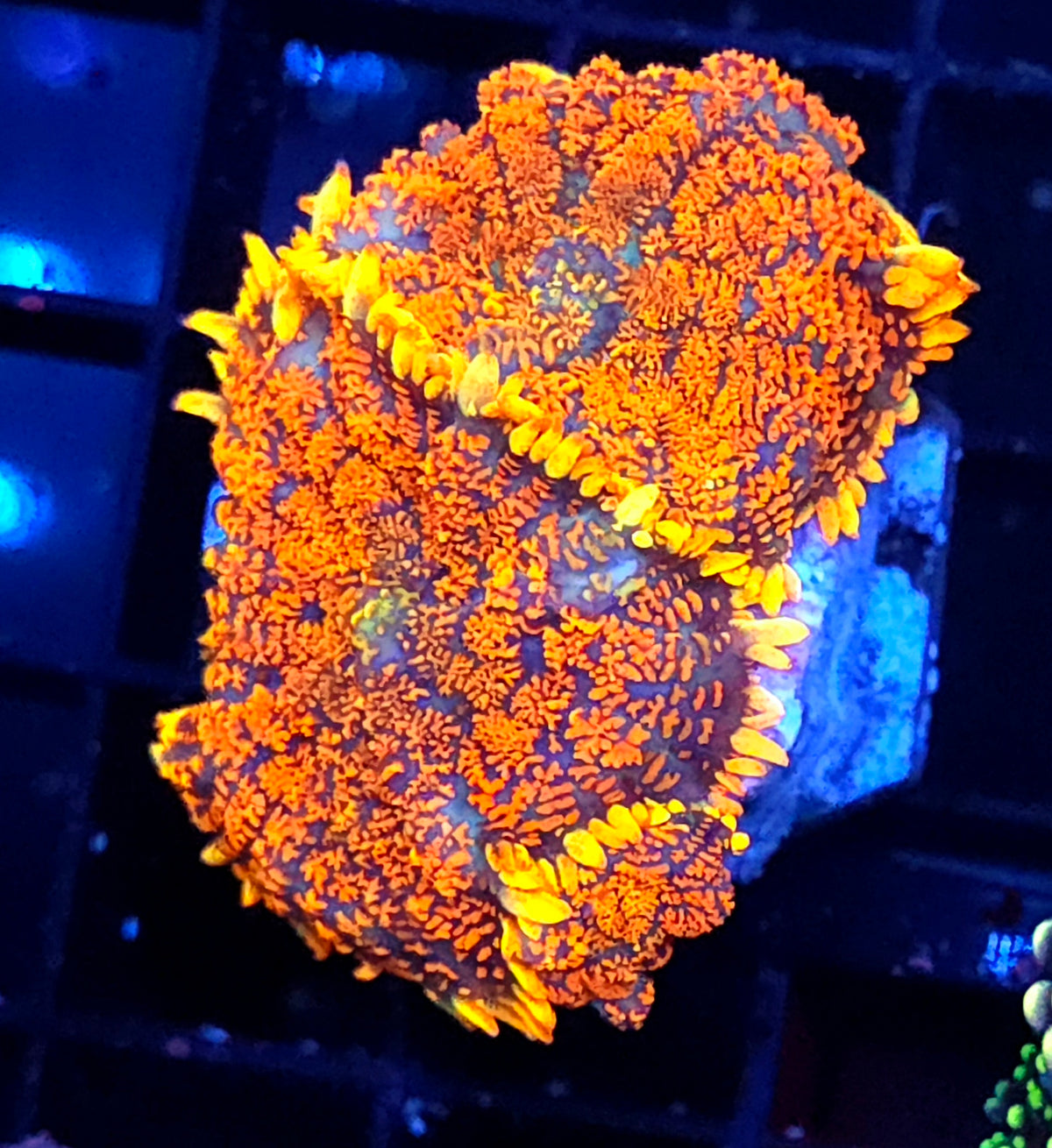 Rhodactis Scheibenanemone Firestorm WYSIWYG / 450 – Produktbild