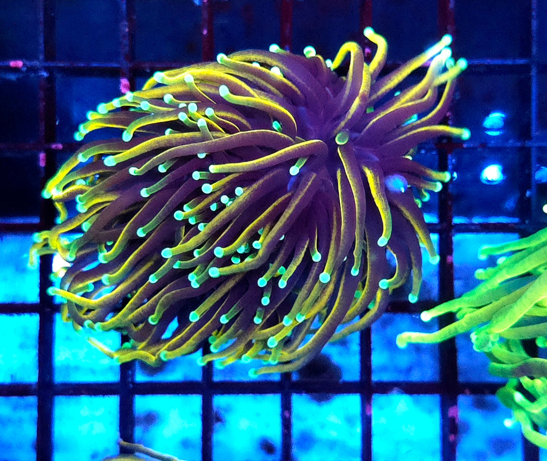 Euphyllia Glabrescens Golden Torch Hellfire 2 Köpfe WYSIWYG - DNZ / 453
