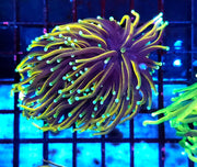 Euphyllia Glabrescens Golden Torch Hellfire 2 Köpfe WYSIWYG - DNZ / 453 – Produktbild