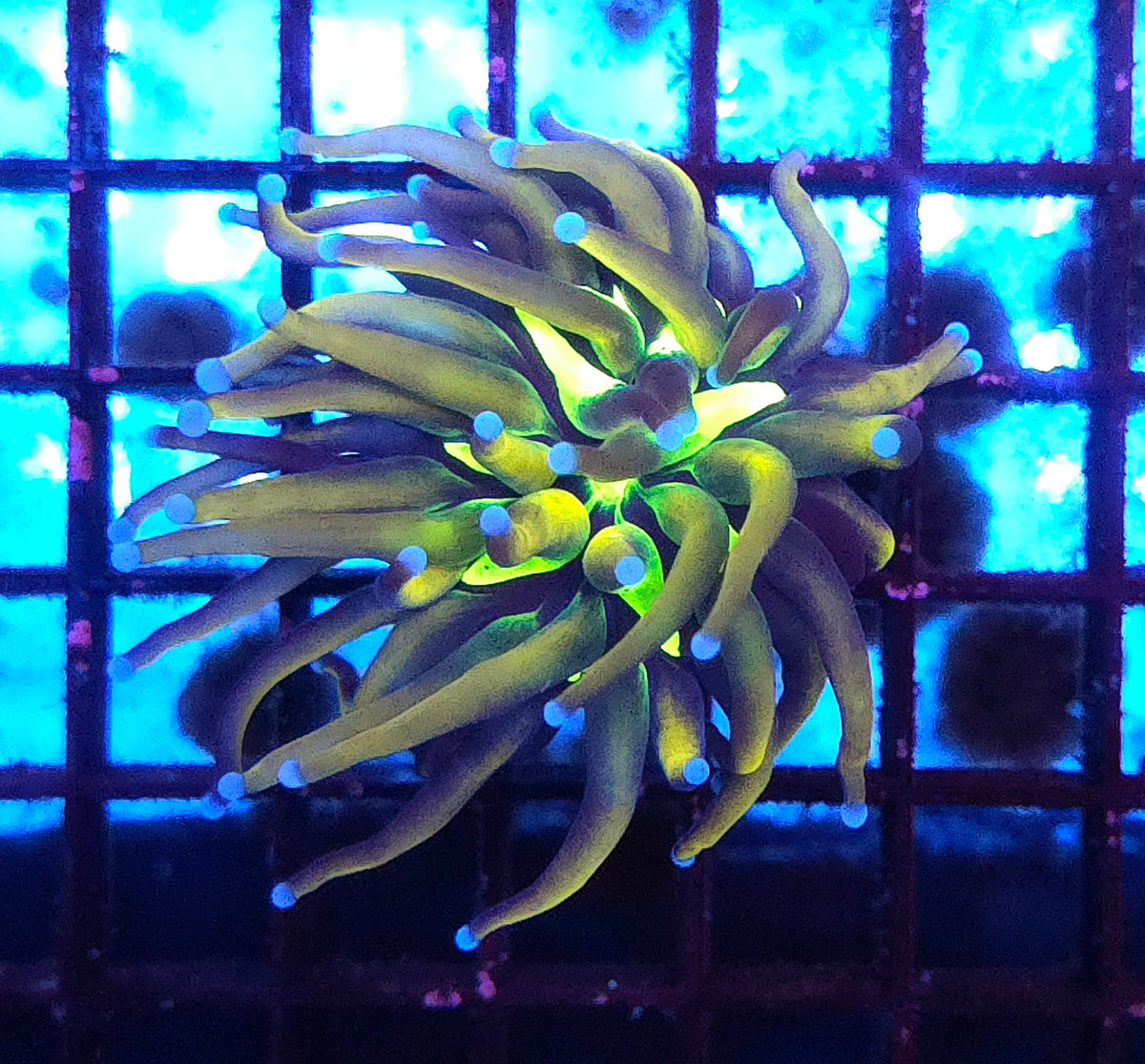 Euphyllia Glabrescens Golden Joker Torch WYSIWYG / 454
