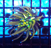 Euphyllia Glabrescens Golden Joker Torch WYSIWYG / 454