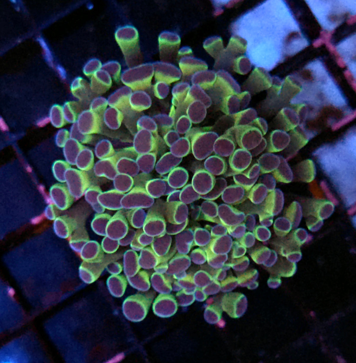 Euphyllia Branching Hammer Glow Jelly WYSIWYG - DNZ / 455