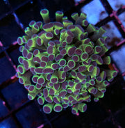 Euphyllia Branching Hammer Glow Jelly WYSIWYG - DNZ / 455