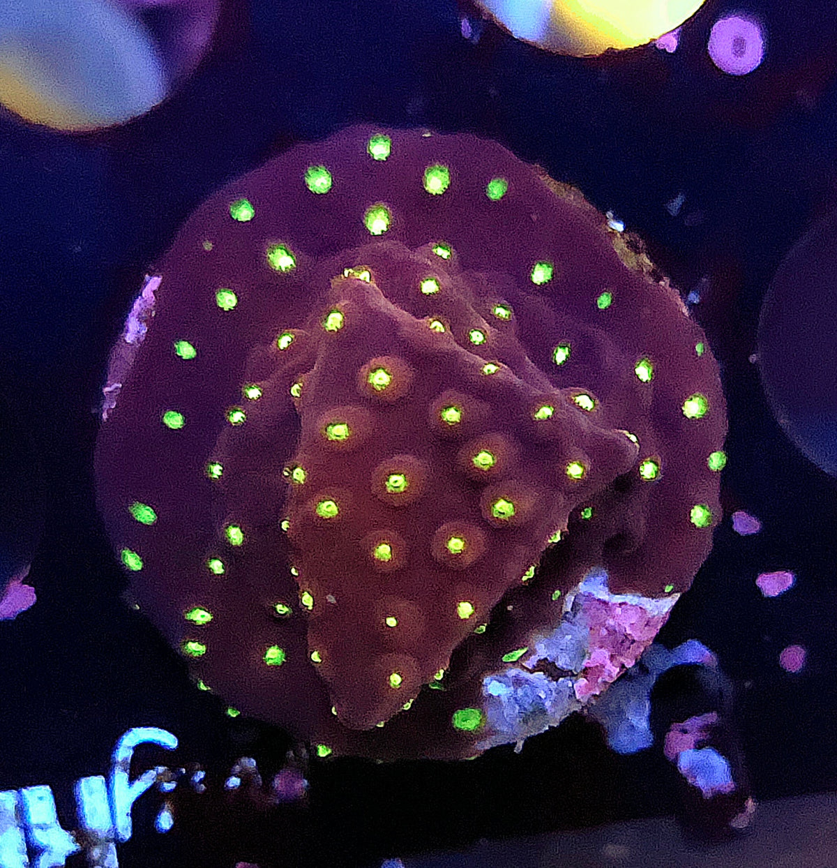 Cyphastrea Blingbling WYSIWYG / 458