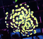 Euphyllia Branching Hammer Golden Nugget WYSIWYG - DNZ / 460