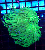 Euphyllia glabrescens torch Toxic Blau Tipps 2 Köpfe WYSIWYG / 462 – Produktbild