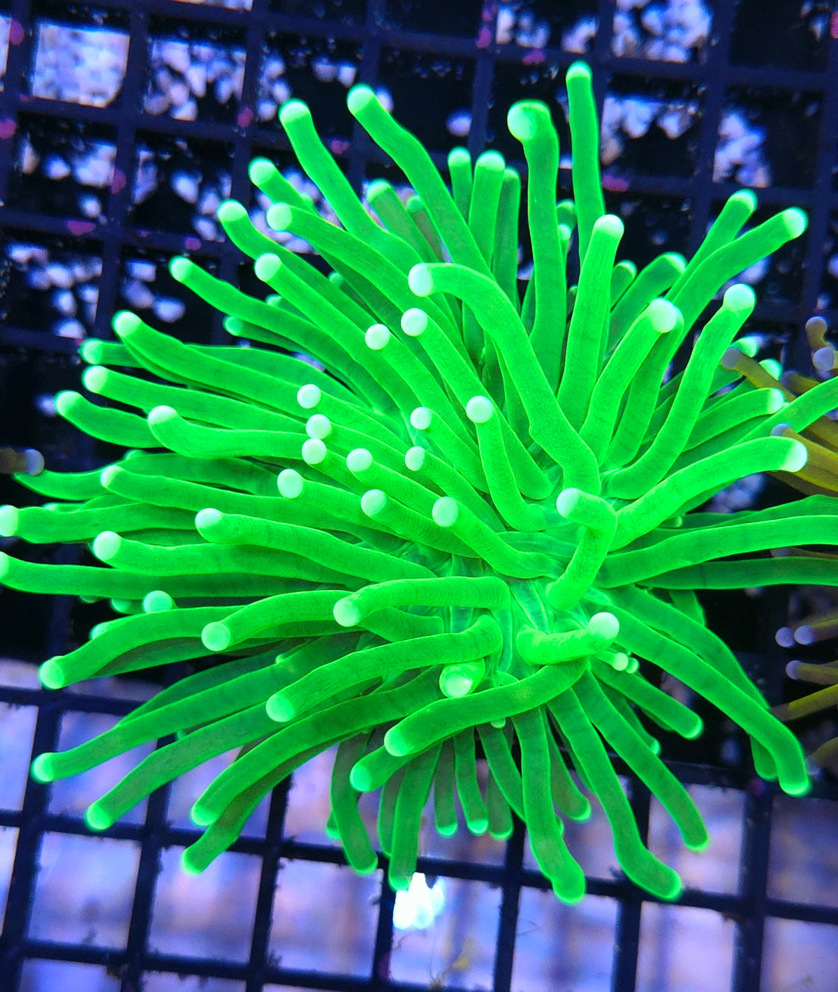 Euphyllia glabrescens torch Hulk WYSIWYG / 464 – Foto 2: Tageslicht / Photo 2: daylight