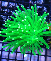 Euphyllia glabrescens torch Hulk WYSIWYG / 464 – Foto 2: Tageslicht / Photo 2: daylight