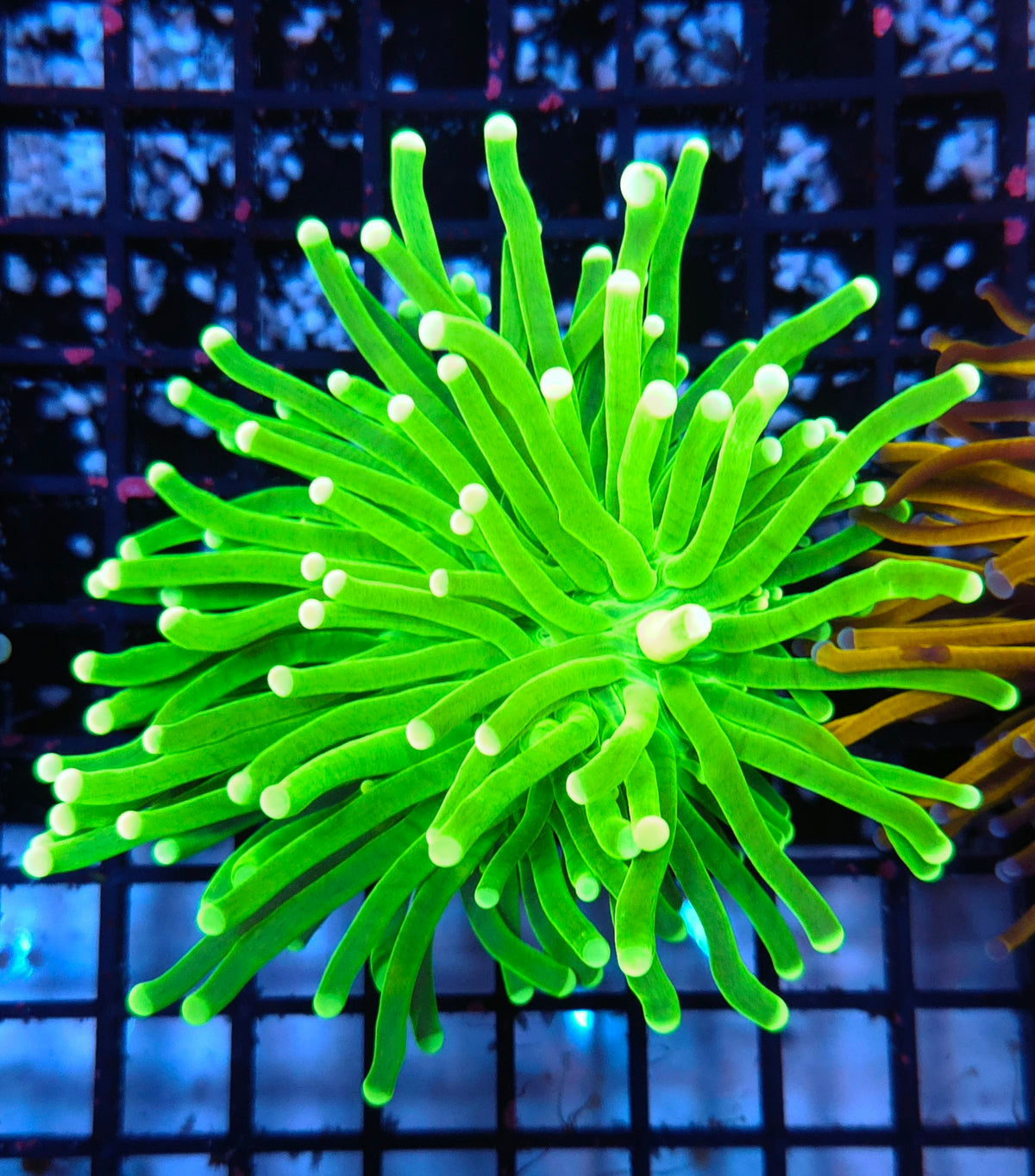 Euphyllia glabrescens torch Hulk WYSIWYG / 464 – Foto 1: Blaulicht / Photo 1: blue light