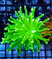 Euphyllia glabrescens torch Hulk WYSIWYG / 464 – Foto 1: Blaulicht / Photo 1: blue light