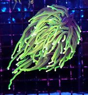 Euphyllia Glabrescens Limelight Torch Premium WYSIWYG / 469