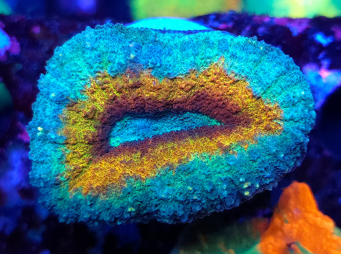 Lobophyllia Rainbow WYSIWYG / 413